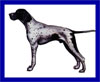 Click here for more detailed Pointer breed information and available puppies, studs dogs, clubs and forums